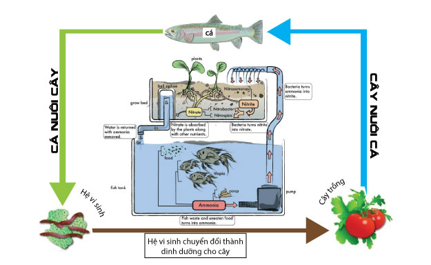 Tự lắp ráp mô hình AquaFarm để trồng cây nuôi cá tại nhà? 